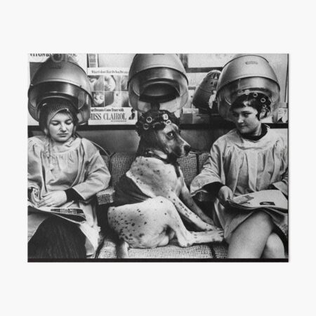 Vintage dog cute photo Dachshund Dogs retro pet barber Art Board Print