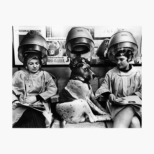 Item preview, Vintage dog cute photo Dachshund Dogs retro pet barber designed and sold by Coolstuff4you71.