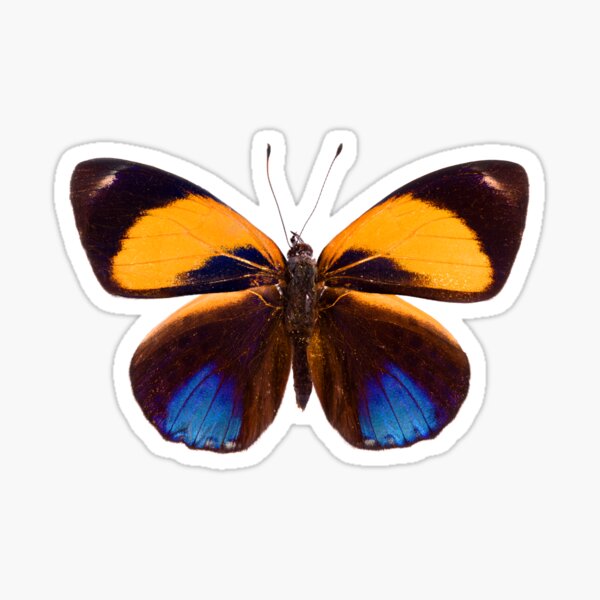 Dotted Glory Butterfly (Asterope markii davisii) Sticker