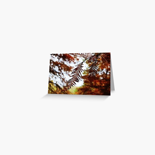 Bald Cypress in Autumn Greeting Card