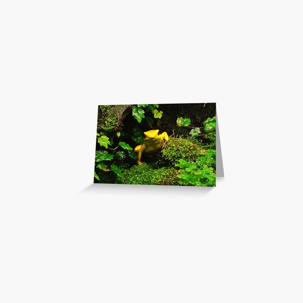 Poison Dart frog Greeting Card