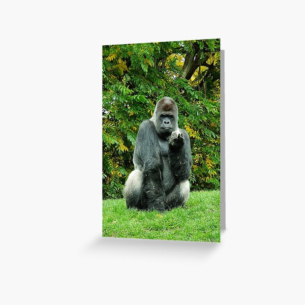 Silverback Greeting Card