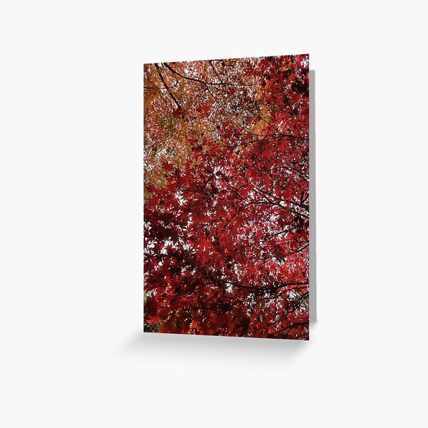 Colors of Autumn Greeting Card