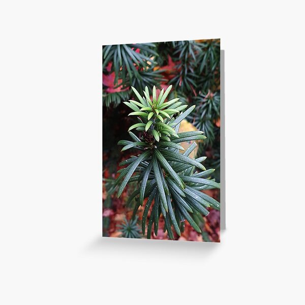 Taxus in Autumn Greeting Card