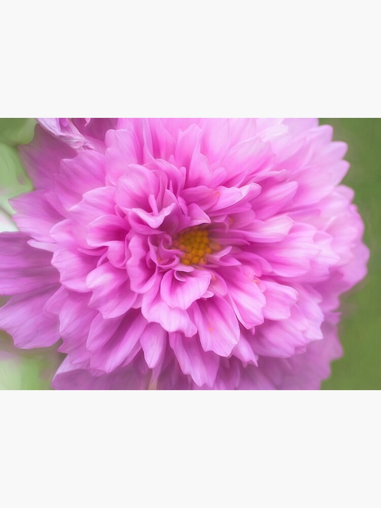 Double Bloom Pink Cosmos by CindiR60