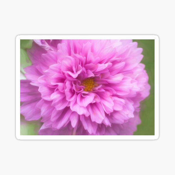 Double Bloom Pink Cosmos Sticker