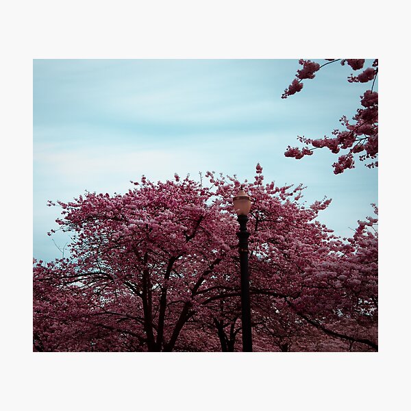 Item preview, Pink Sakura Lamppost designed and sold by JLPhotographer.