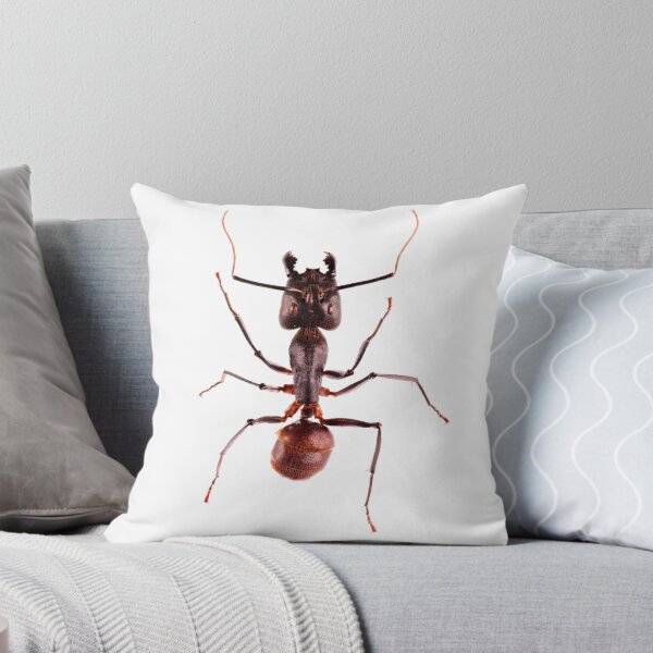 Item preview, Giant Forest Ant (Camponotus gigas) designed and sold by Tim Christensen.