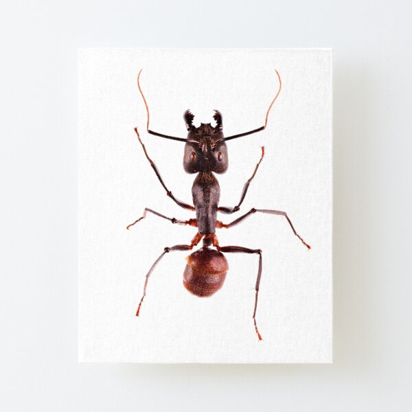 Giant Forest Ant (Camponotus gigas) Canvas Mounted Print