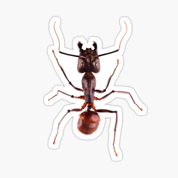 Item preview, Giant Forest Ant (Camponotus gigas) designed and sold by Tim Christensen.