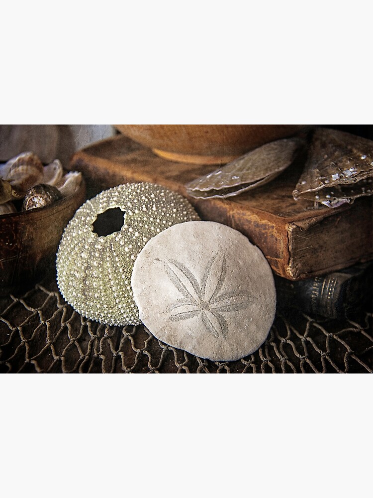 Sea Urchin and Sand Dollar by CindiR60