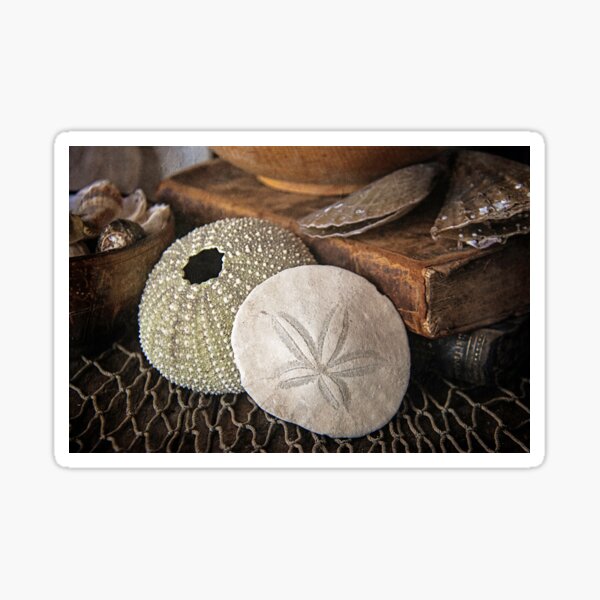 Sea Urchin and Sand Dollar Sticker