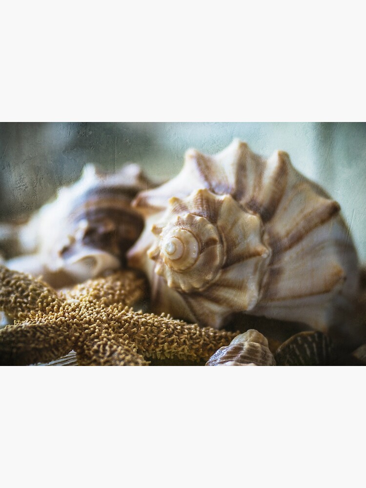 Treasures Of The Sea by CindiR60
