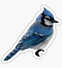 Blue Jay Sticker