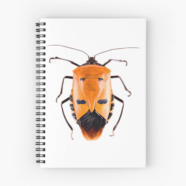 Item preview, Shield Bug (Catacanthus incarnatus) designed and sold by Tim Christensen.