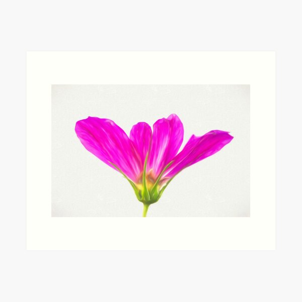 Painterly Hot Pink Cosmos Art Print
