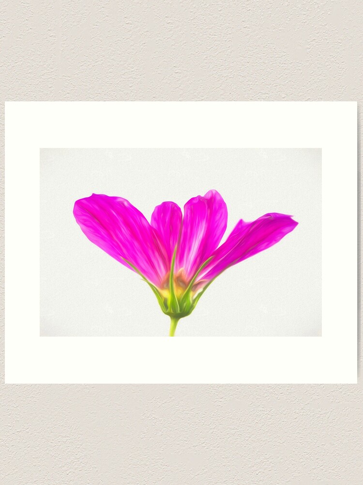 Alternate view of Painterly Hot Pink Cosmos Art Print