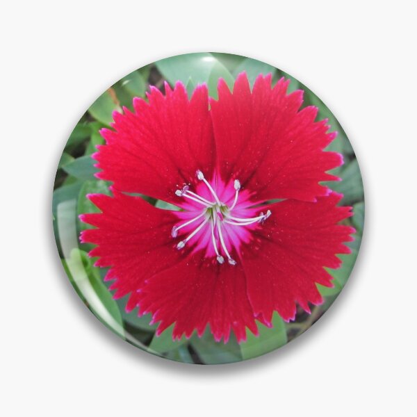 Artikelvorschau, Blumenfoto Lebendige rote Blüte mit grünem Laubblumen entworfen und verkauft von natureinfocus.