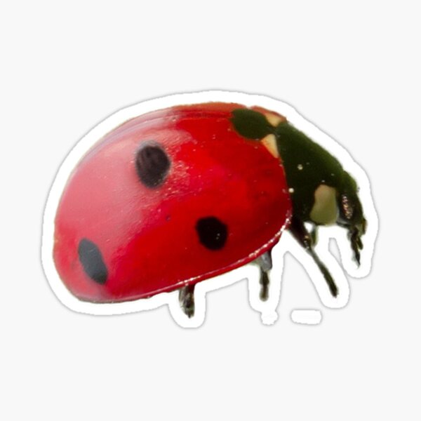 2 x Heart Stickers 7.5 cm Ladybird Ladybug Nature Macro  #14881 