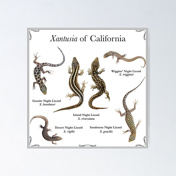 Item preview, Xantusia of California designed and sold by Crotaluszonata.