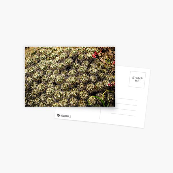 Cactti Postcard