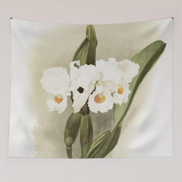 Item preview, Reichenbachia: Orchids Illustrated and Described designed and sold by EsotericBotanic.