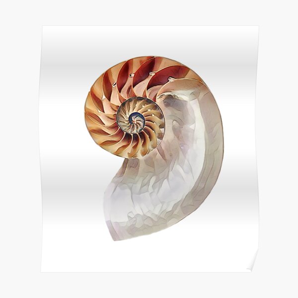 Nautilus Shell Wall Art Redbubble