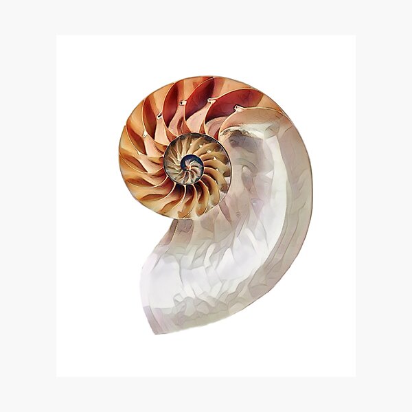 Nautilus Shell Wall Art Redbubble