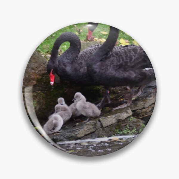 Item preview, Black Swans with cygnets in Dawlish South Devon designed and sold by rosiephotos.