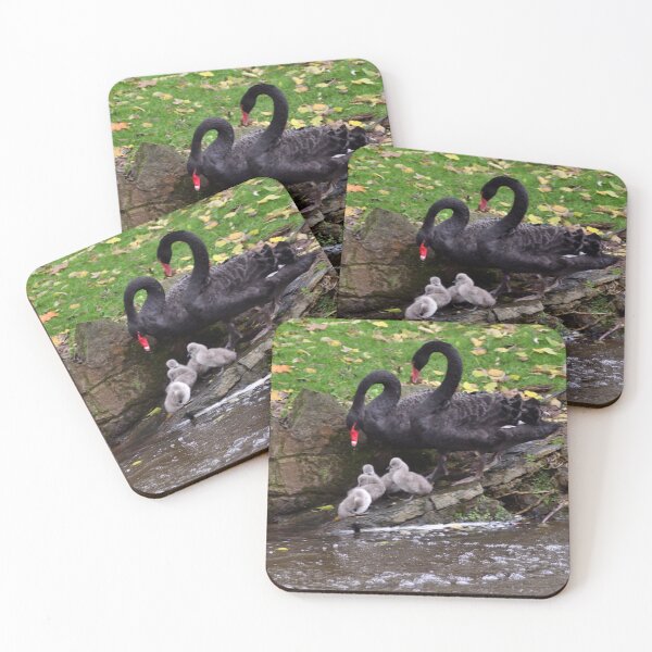 Item preview, Black Swans with cygnets in Dawlish South Devon designed and sold by rosiephotos.