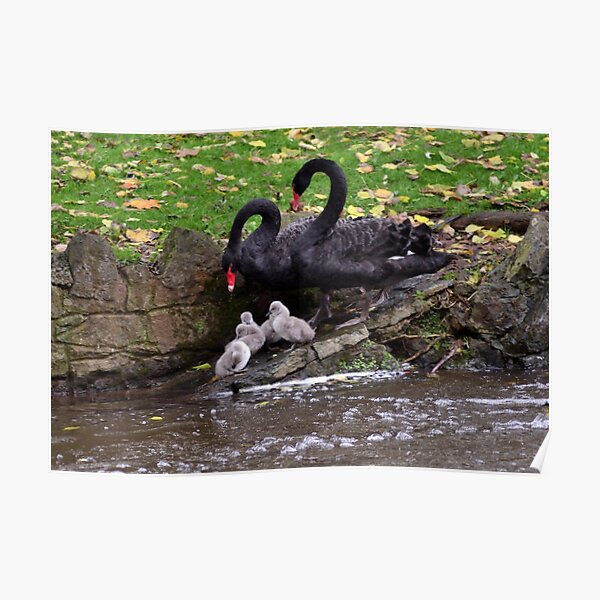 "Black Swans with in Dawlish South Devon" Poster for Sale by