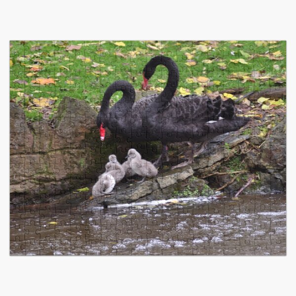 Artikel-Vorschau von Schwarze Schwäne mit Cygnets in Dawlish South Devon, designt und verkauft von rosiephotos.