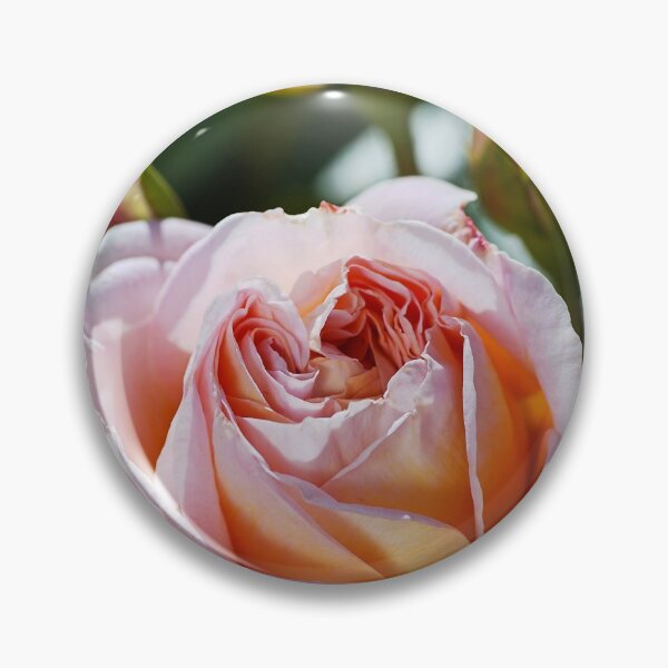 Item preview, The Abraham Darby Rose designed and sold by Joy Watson - Natural Light Photography .