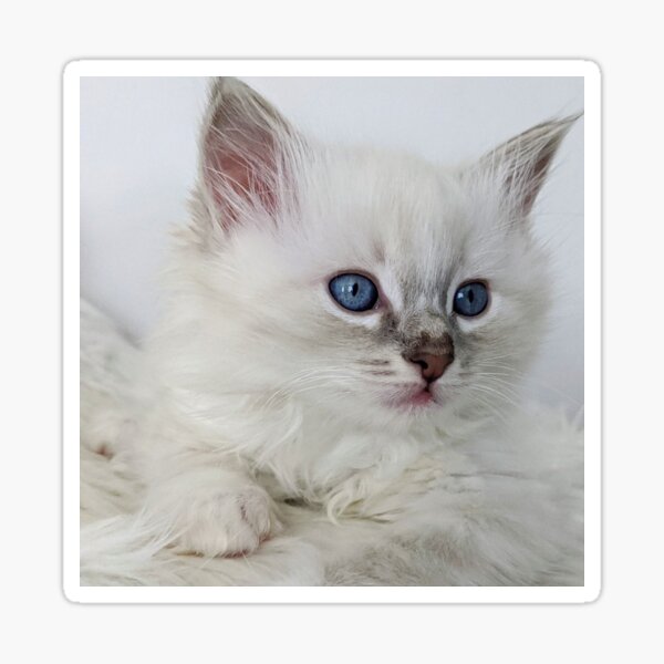 Blue Lynx Ragdoll Gifts Merchandise For Sale Redbubble