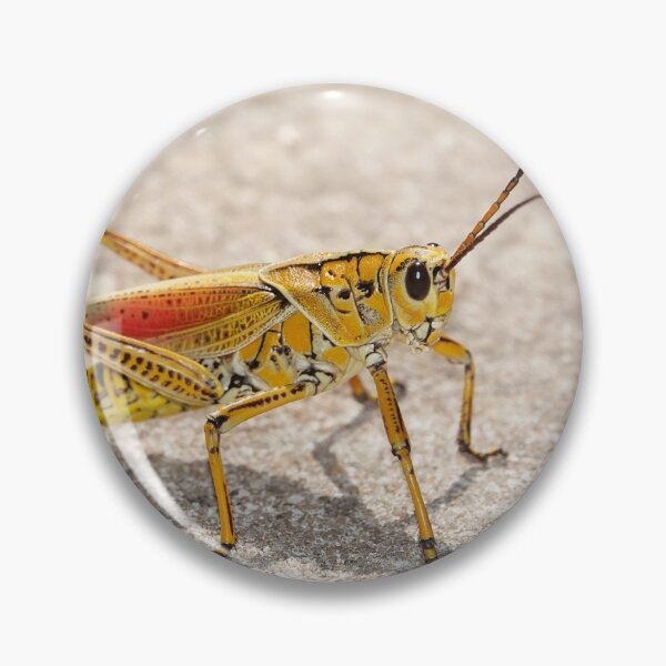 Item preview, Romalea microptera, Florida lubber grasshopper designed and sold by SDym Photography.