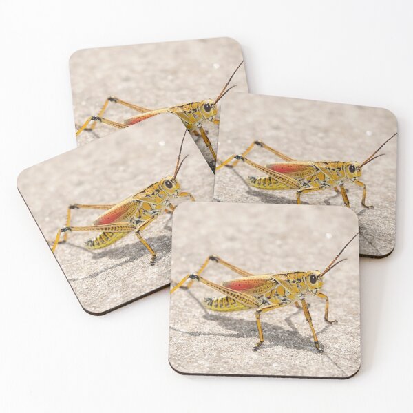 Item preview, Romalea microptera, Florida lubber grasshopper designed and sold by SDym Photography.