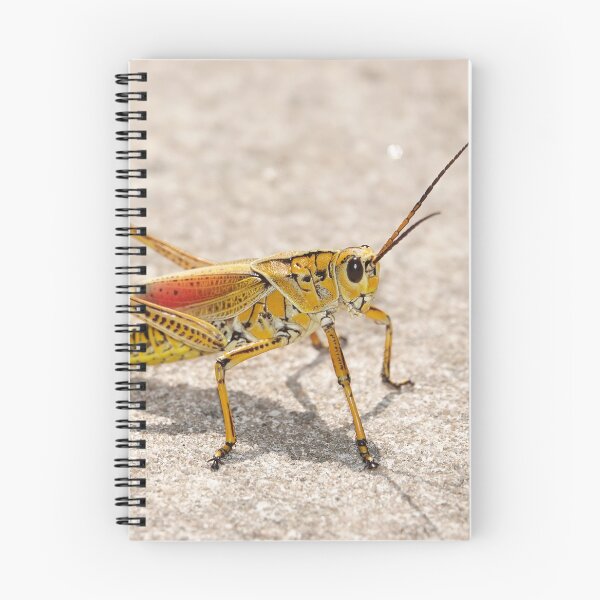Item preview, Romalea microptera, Florida lubber grasshopper designed and sold by SDym Photography.