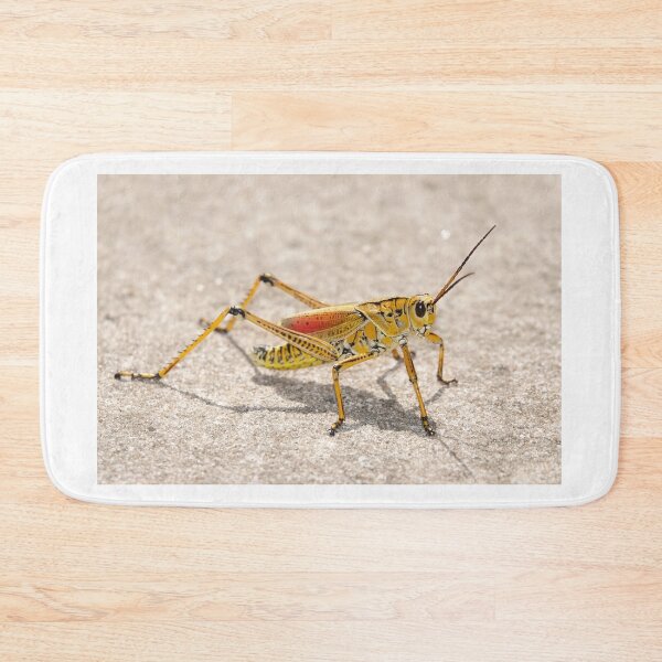 Item preview, Romalea microptera, Florida lubber grasshopper designed and sold by SDym Photography.