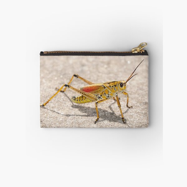 Item preview, Romalea microptera, Florida lubber grasshopper designed and sold by SDym Photography.
