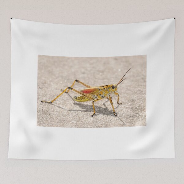 Item preview, Romalea microptera, Florida lubber grasshopper designed and sold by SDym Photography.