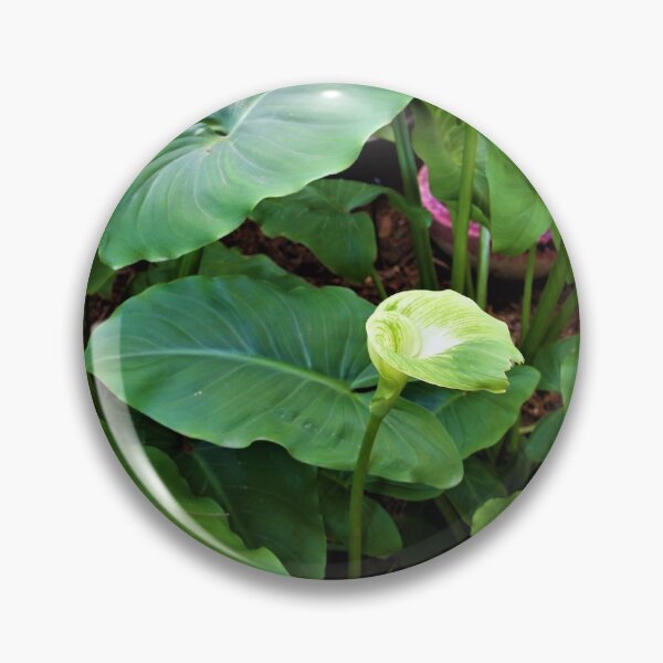 Item preview, Arum Lily designed and sold by WinterRabbitArt.