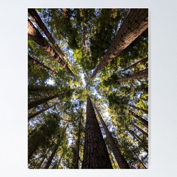 Item preview, Towering Redwoods designed and sold by Ace-Hog-n-Ruin.