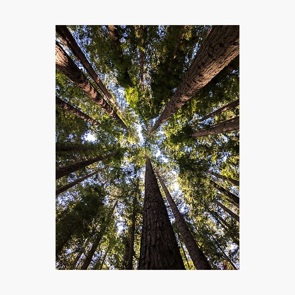 Item preview, Towering Redwoods designed and sold by Ace-Hog-n-Ruin.