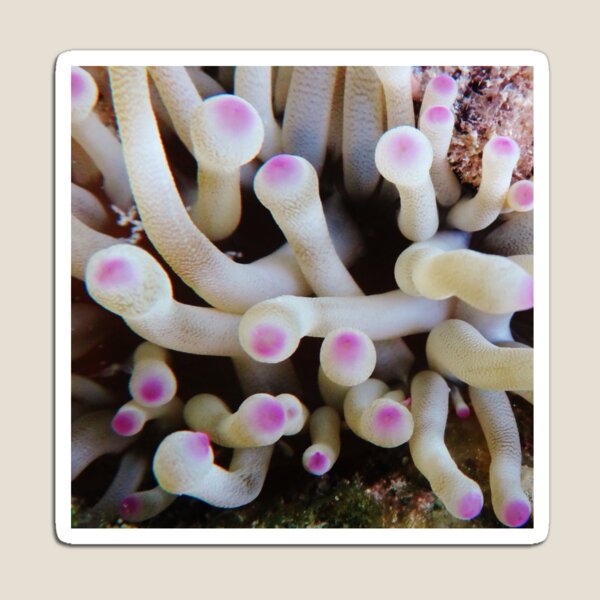 Item preview, sea anemone designed and sold by Islandjunkie09.