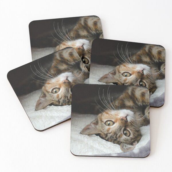 Item preview, kitten in house, whiskers and cute in lockdown. designed and sold by sandyprints.