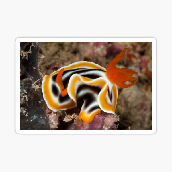 Chromodoris magnifica, Mabul, Malaysia Sticker