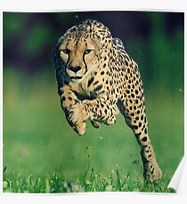 Cheetah Motivation Poster
