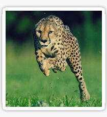Gepard Motivation Sticker
