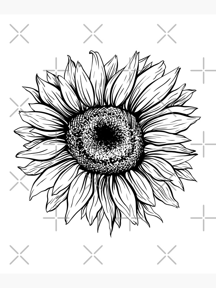 Tarjetas de felicitación «Dibujo de girasol boceto en blanco y negro» de  tomsnel | Redbubble