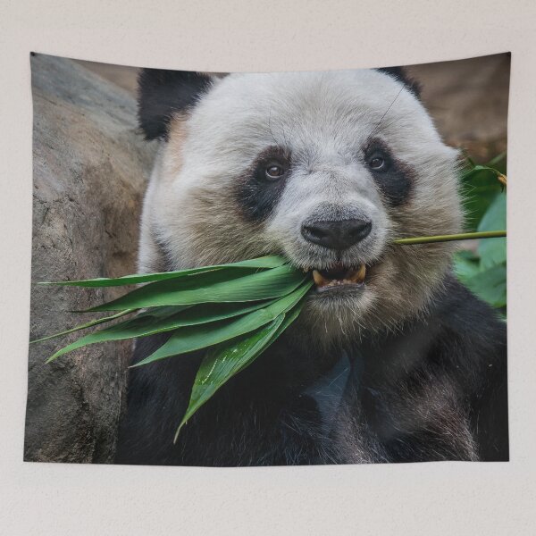 Item preview, Panda eating bamboo designed and sold by KevinVee.